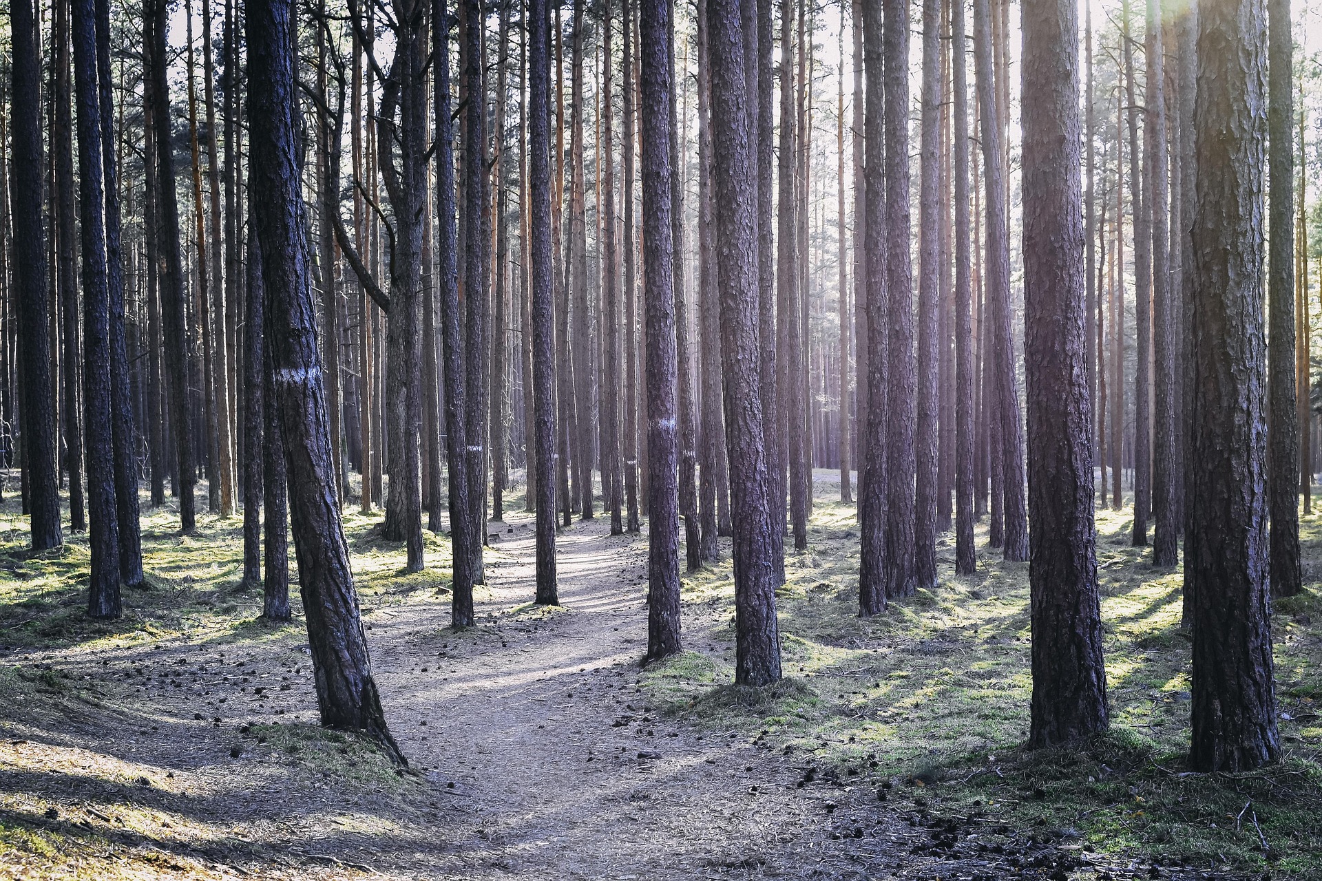 Žalieji viešieji pirkimai Lietuvoje: ką reikia žinoti 2025 m.?