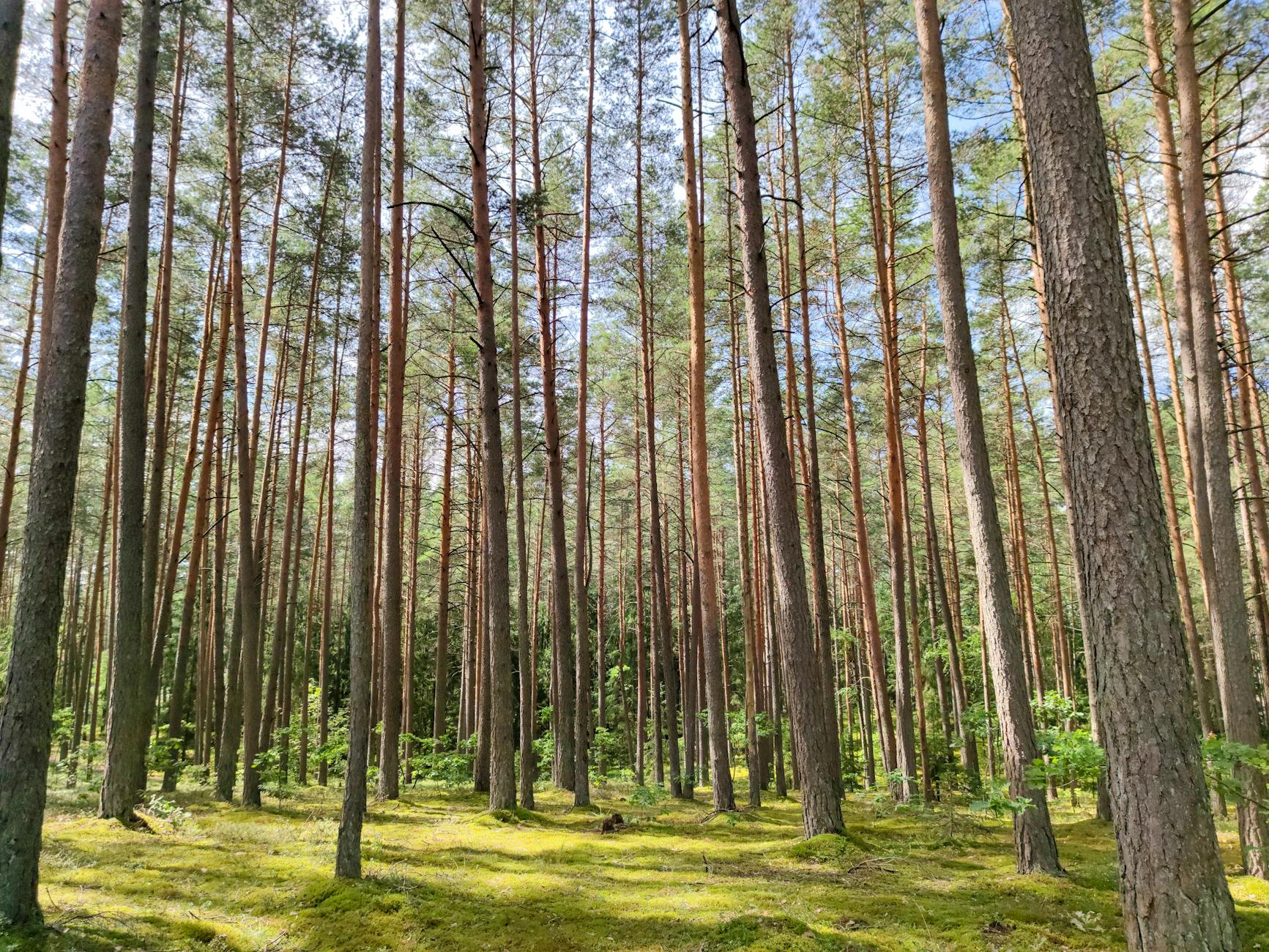 Darnieji pirkimai: teisinis reguliavimas ir praktinis įgyvendinimas